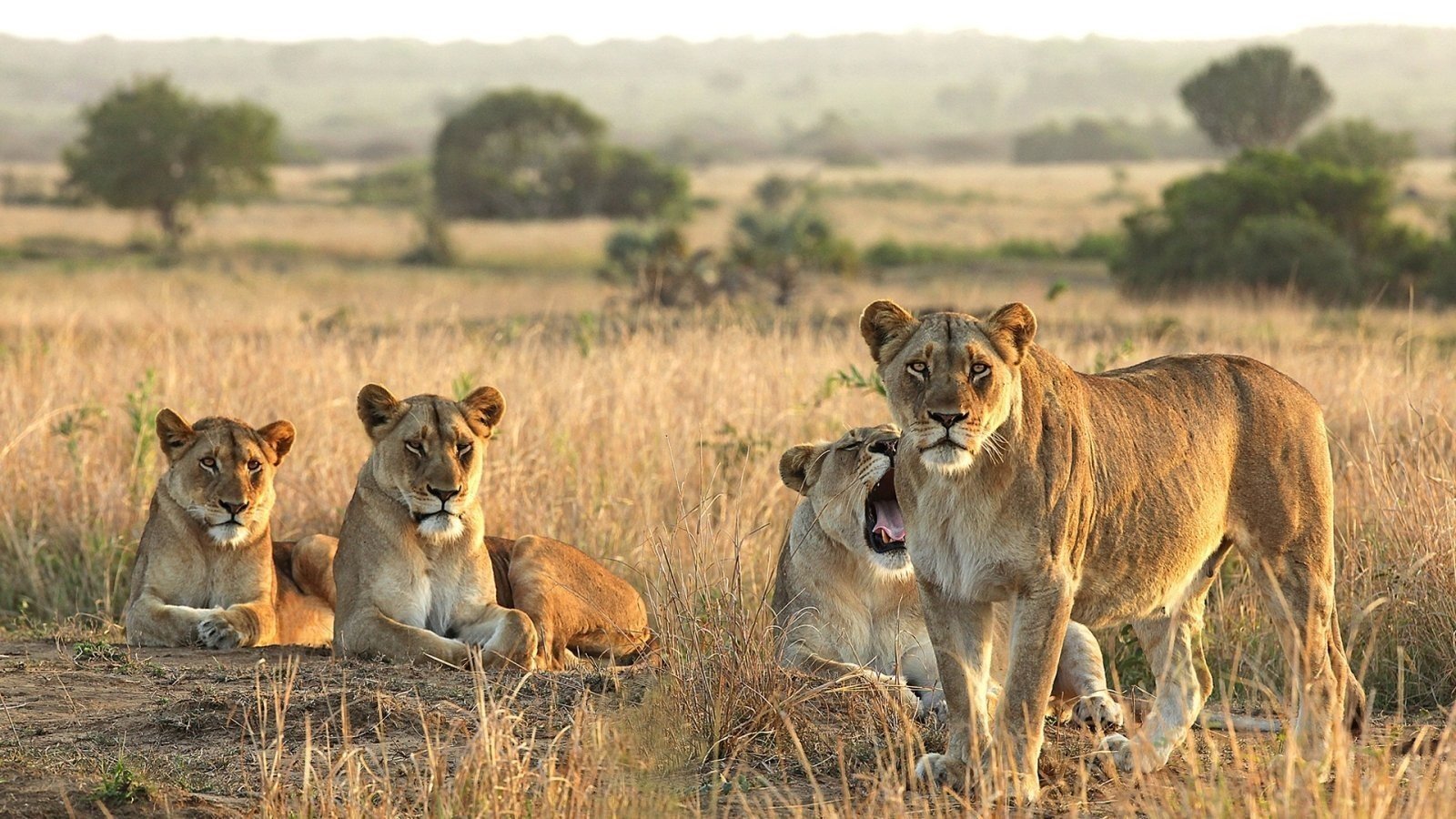3 days - serengeti and ngorongoro crater